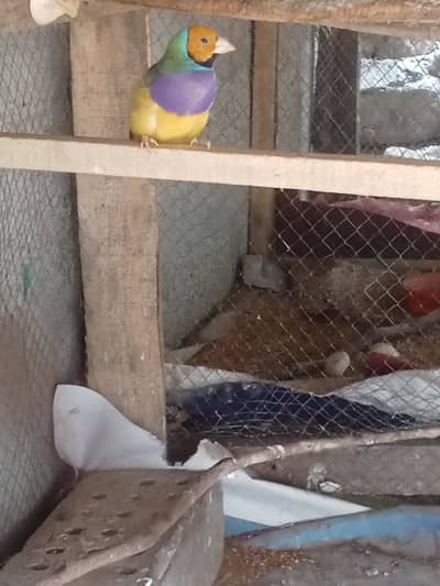 Goulding finch
