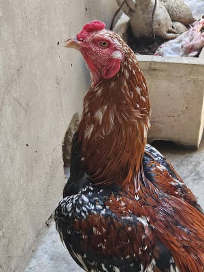 aseel murfha murghia for sell