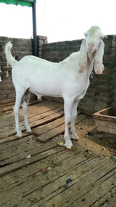 pure rajanpuri breed