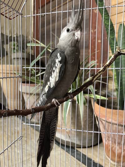 Charcoal cocktail female