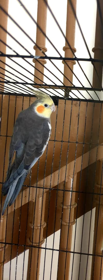 Cocktail Grey Male