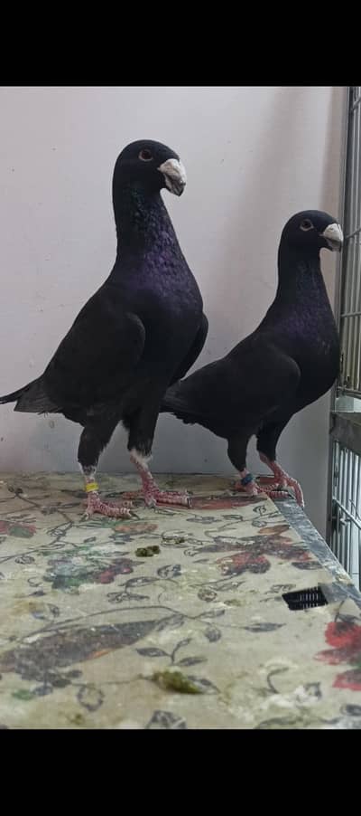German beauty pair