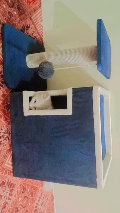 Cat Nahin hai uska saman rehgiya hai