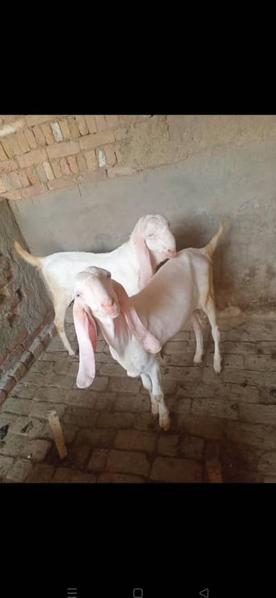 beautiful rajanpuri gulabi bakre ready for eid sale