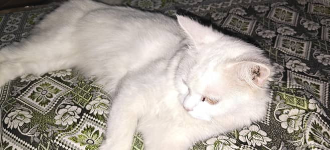 beautiful cat