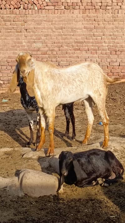 Makhi Cheena Bakra for Qurabni | Breeding Goat| Qurbani goat