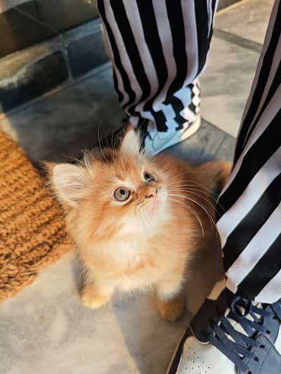 Persian kitten | high quality kitten