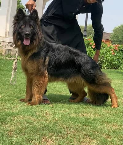 proper long coat black mass German Shepherd female
