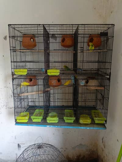 breeders pairs Australian 4 5 chicks average every pair