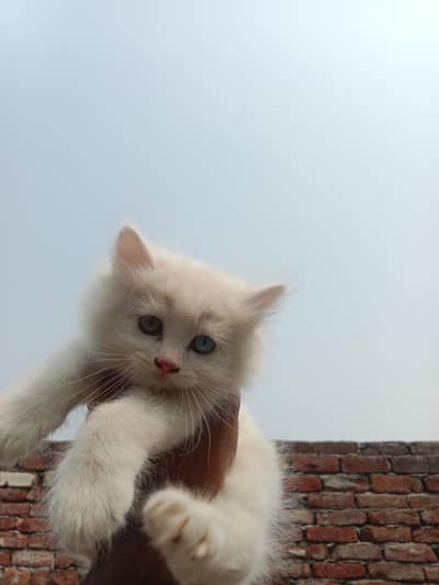 cats for sale