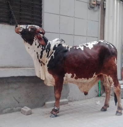 cholistani Bull /desi Bachra /donda wacha|Qurbani 2026  bulls