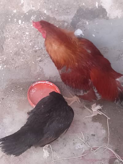 ASIEL hens