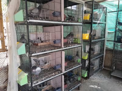 CAGES/ Pinjra, Top Class Cages for sale