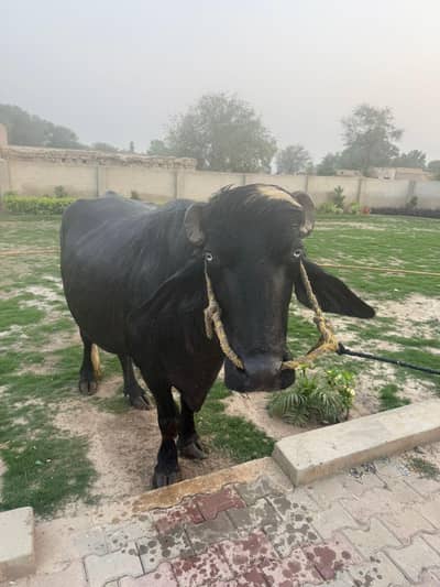 qurbani janawr kata