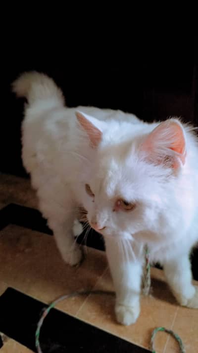White Persian Male Cat For Sale - Long Size