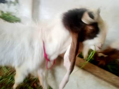 Healthy goat with tall height