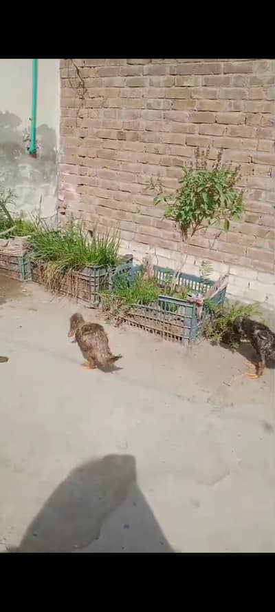 Healthy Runner ducks, urgent to sale,
