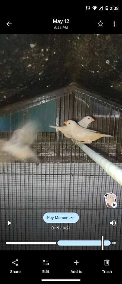 Mutation & common Finches