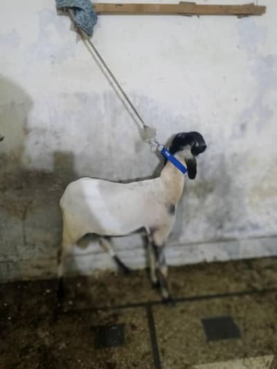 Sheep For Sale