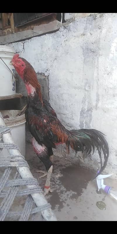 Trad pakaoye