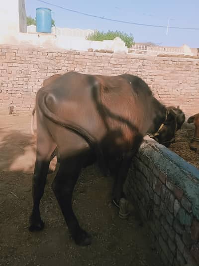 ⁸Katta for qurbani