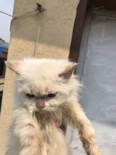 Persian Kitten / Cat For Sale