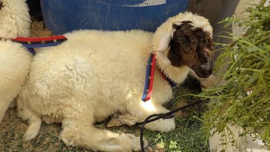 Sheep (Dumba) JORRI Breed Mundra Age (3.5 Months) Active & Healthy