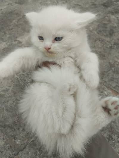 available 4 kitten white