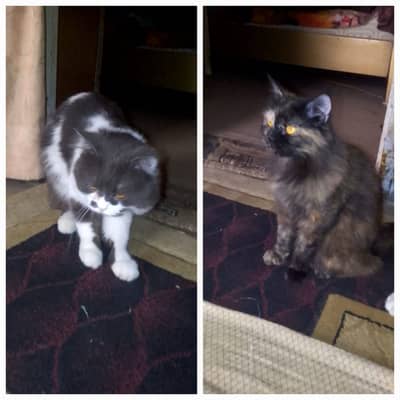 Cat 1 year old piar