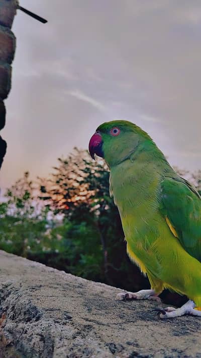 ringneck female parrot 