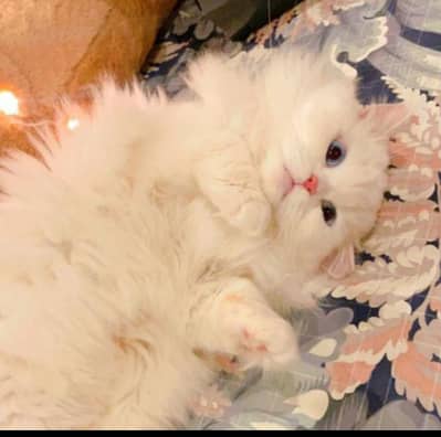 Persian female adult cat