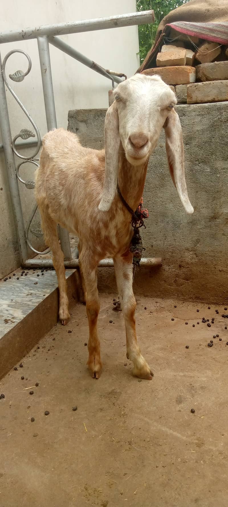 برولی ثٹھیں 1
