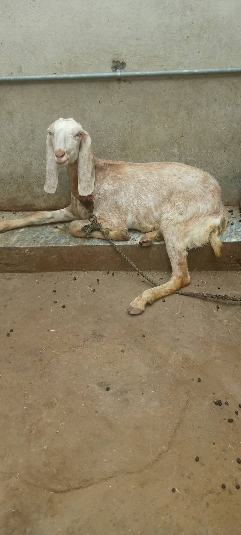 برولی ثٹھیں 2