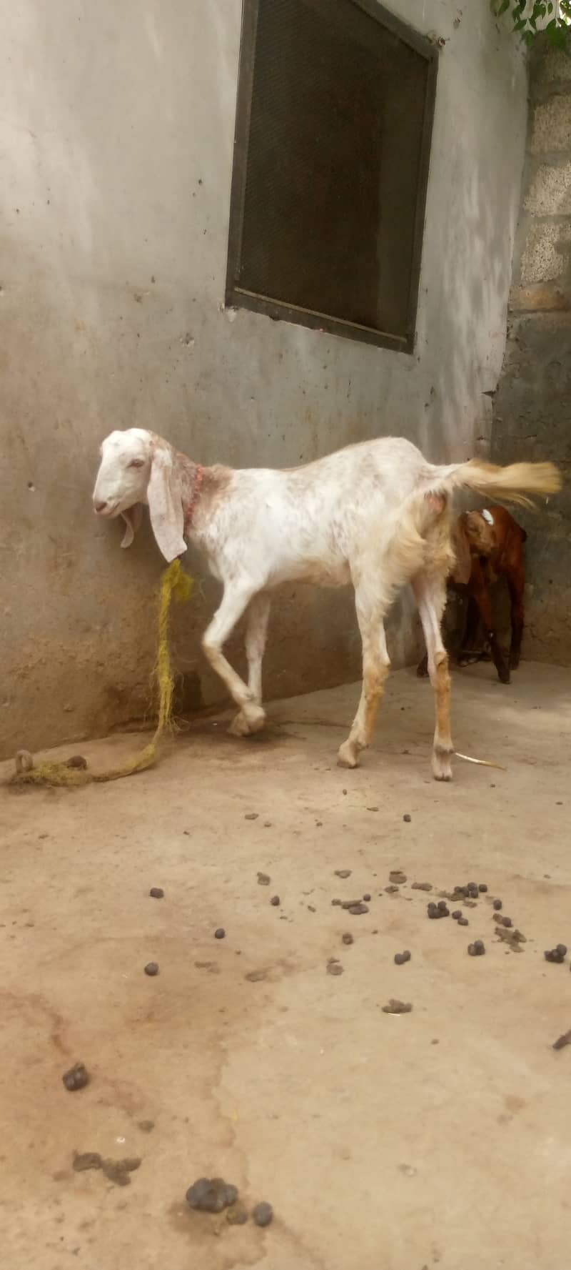 برولی ثٹھیں 3