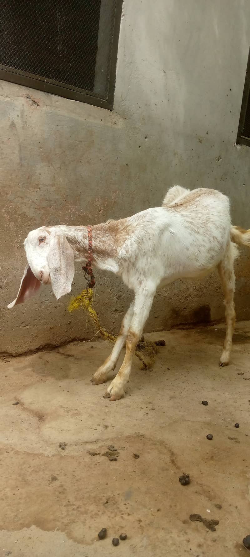برولی ثٹھیں 4