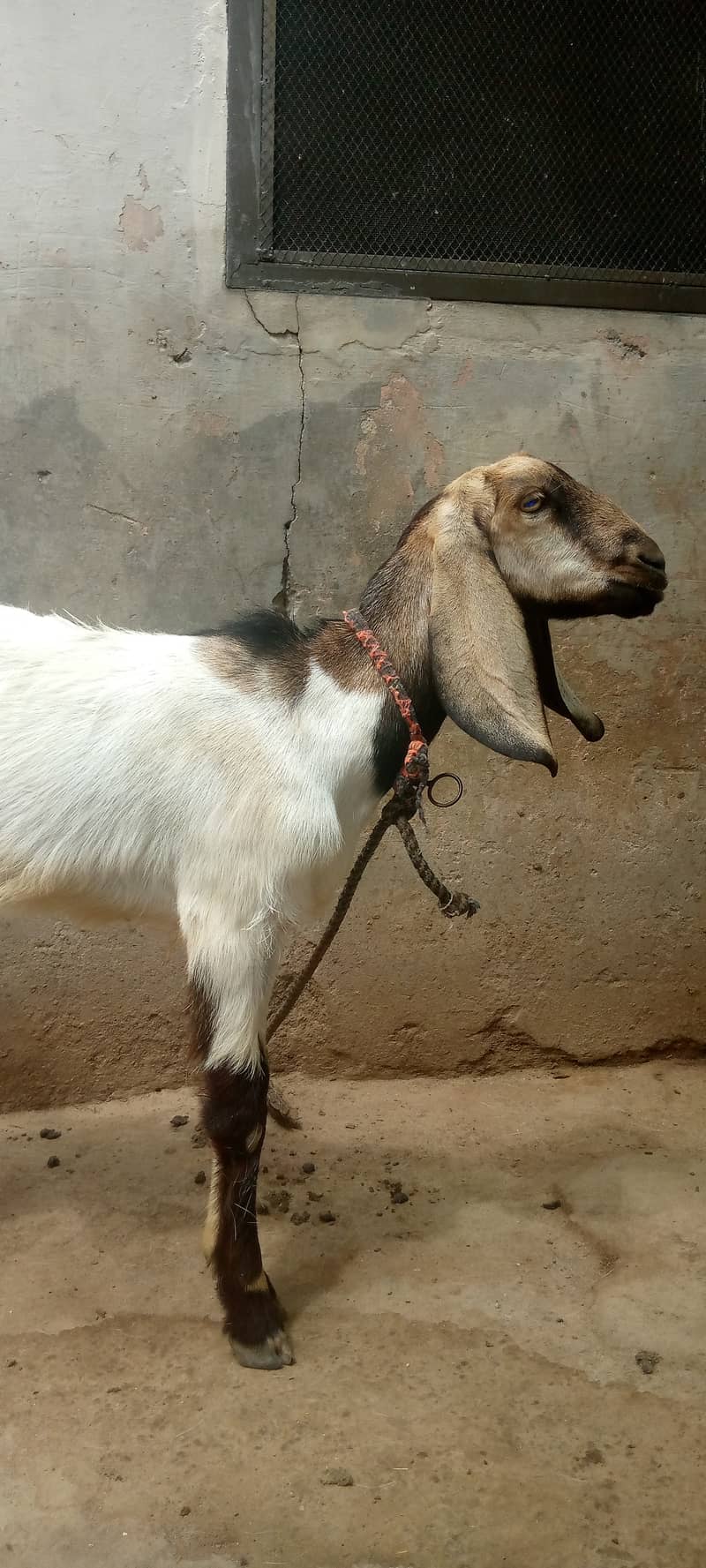 برولی ثٹھیں 6