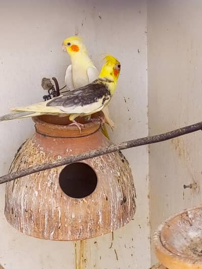 bonded cocktail pair and love birds breeder pair