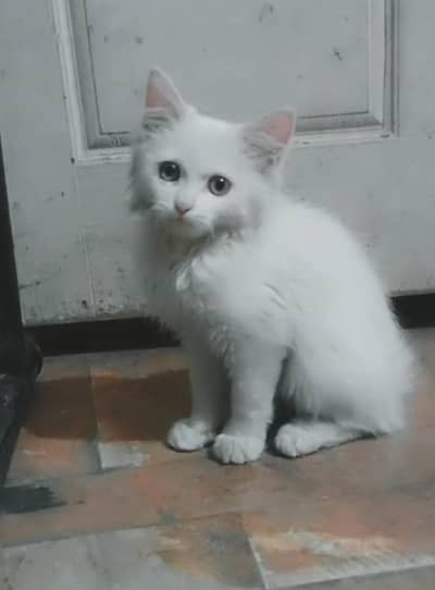 kitten for sale urgently