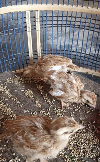 Irani Dakhni Chicks