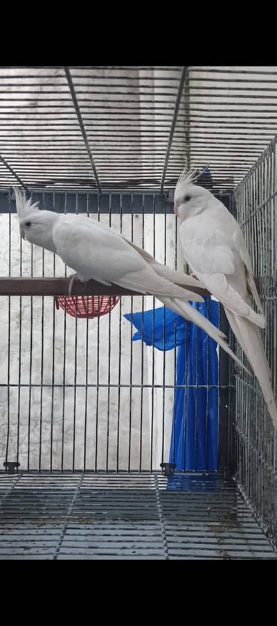 Eno Red Eyes Cockatiel Female