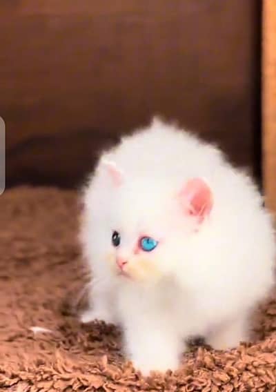 Persian cat letter train male and female WhatsApp 03046850986