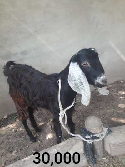 FOUR BEAUTIFUL HEALTHY ANIMALS FOR SALE