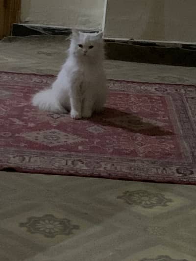 cat for sale
