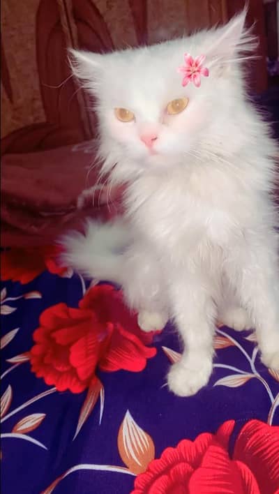 persian cat for sale