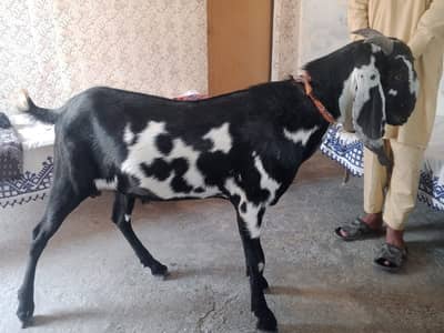 Bakra for sale goot for sale
