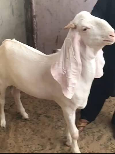 gulabi rajanpuri Bakra for sale. ,-*
