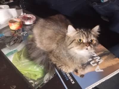 triple coated Persian cat