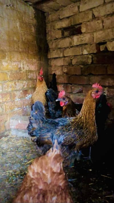 Purest desi hens forsale delivery eggs de rhi he