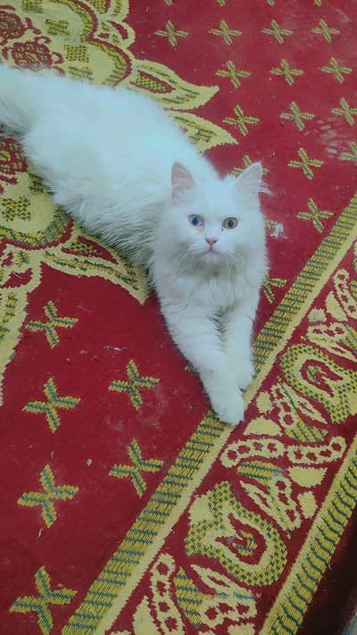 white Odd eyes persian Male Cat