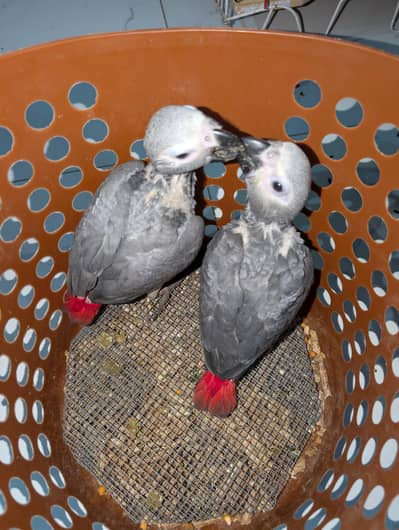 grey parrot covered near to self
